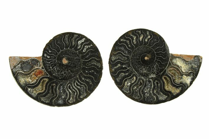 Cut & Polished Ammonite Fossil - Unusual Black Color #296277